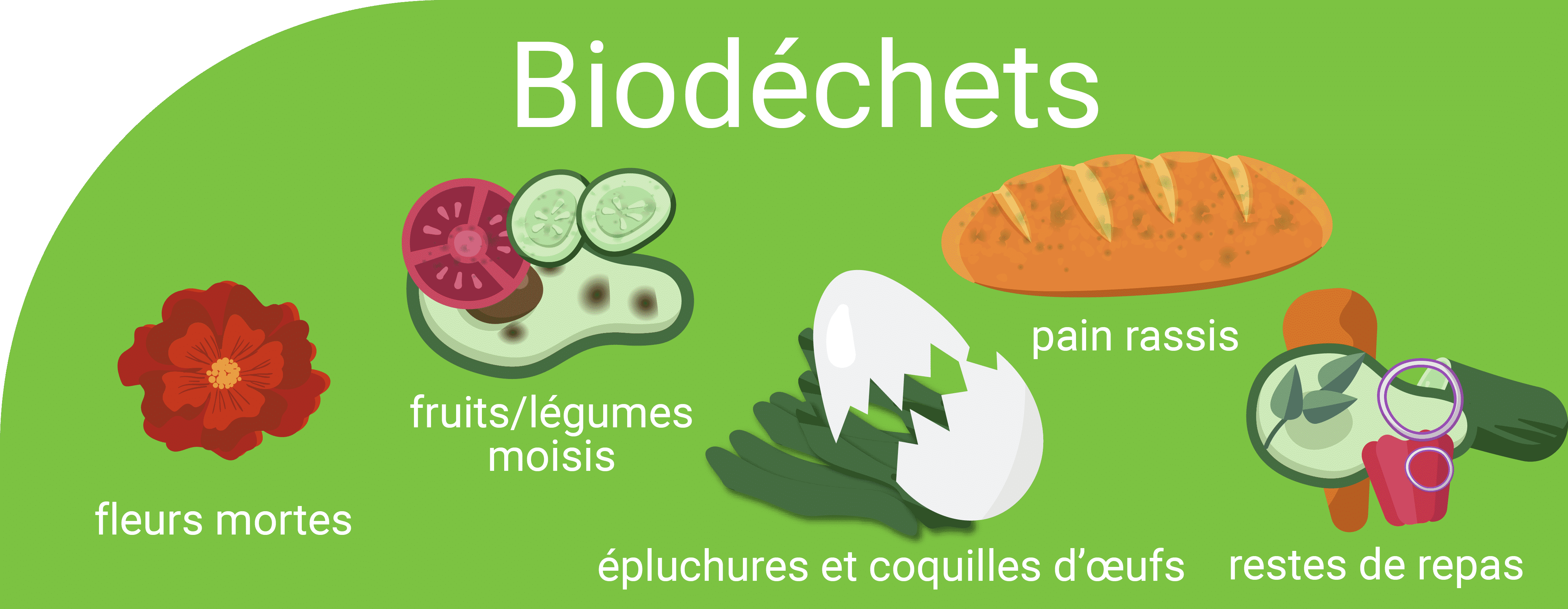 Biodéchets : végétaux, restes de repas, pain rassis, épluchures et coquilles d’œufs